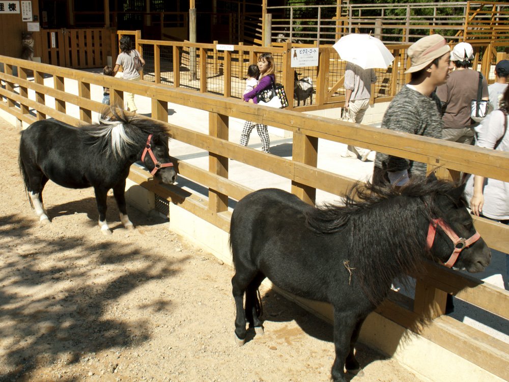🦁 오우치야마 동물원 (오우치야마 도부츠엔) 이미지 5